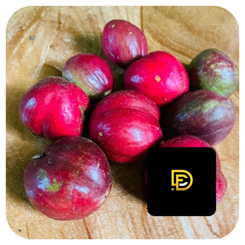 

Buah mahkotadewa buah mahkota dewa segar 1 kg-az