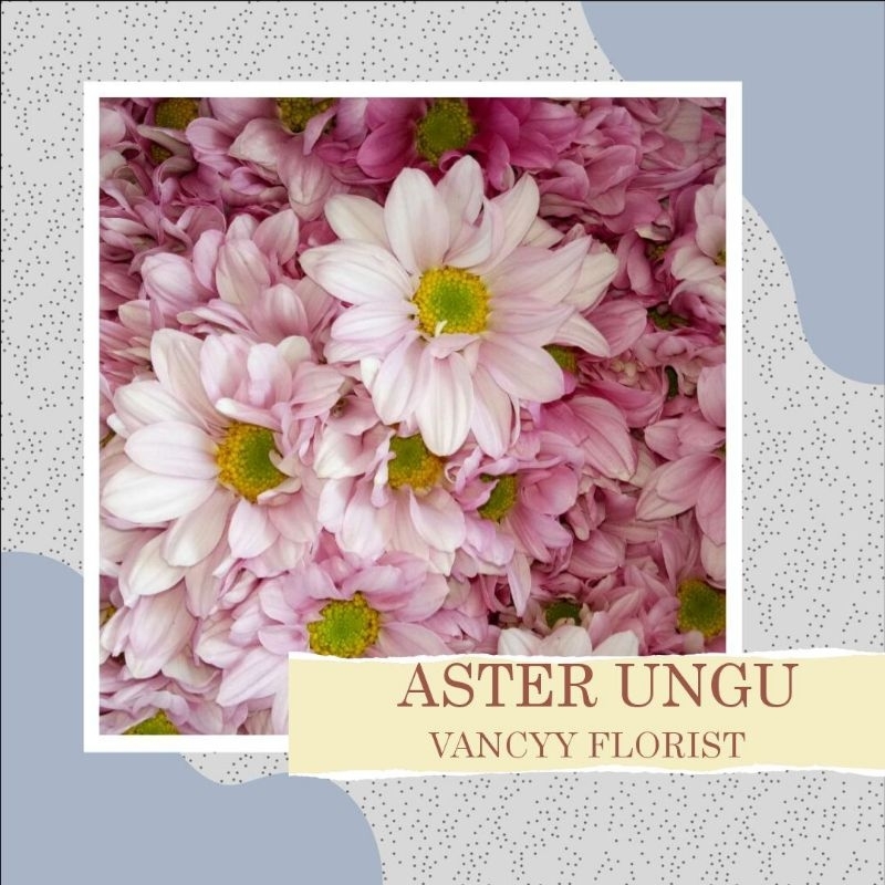 Bunga Aster Ungu Fresh / Bunga Potong Aster / Bunga Aster Segar / Bunga Aster Vancyy Florist / Bunga