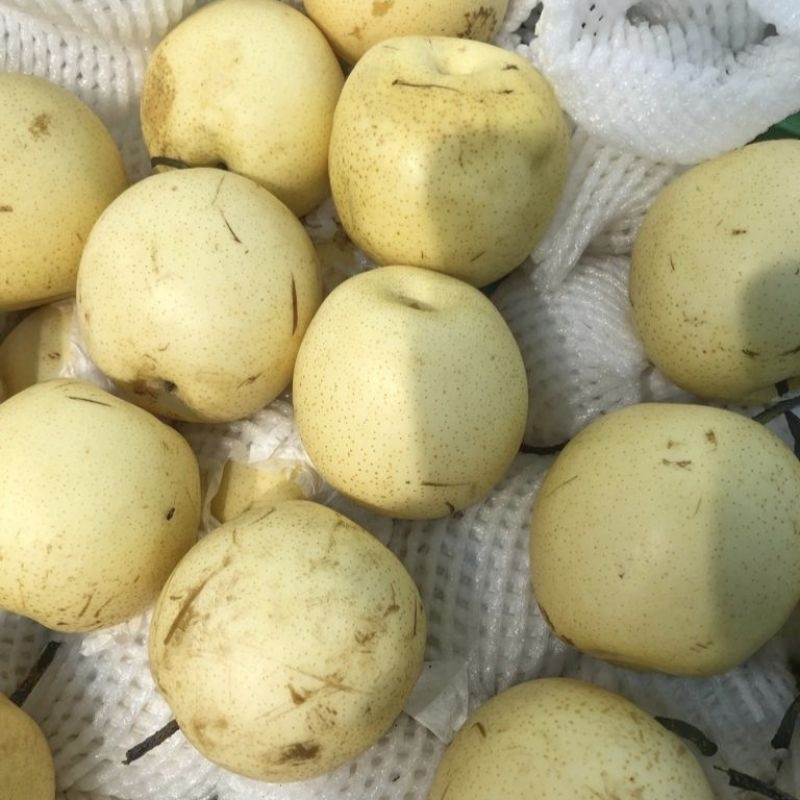 

Buah Pir Century Madu Fresh berat 1kg (isi 4-6 buah)