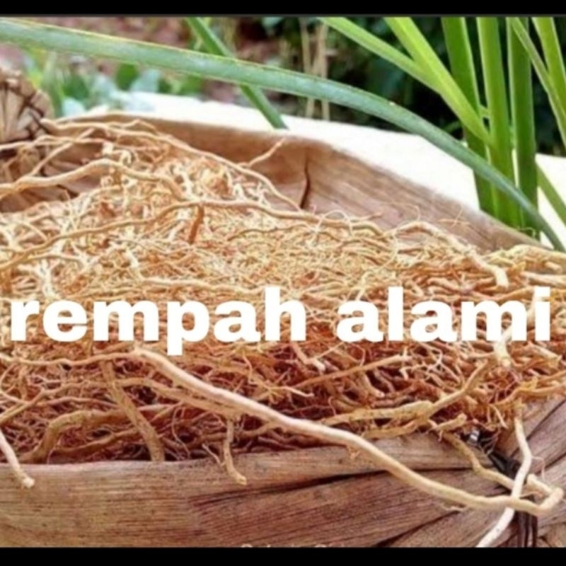 

Akar Wangi Kering 50/100gr