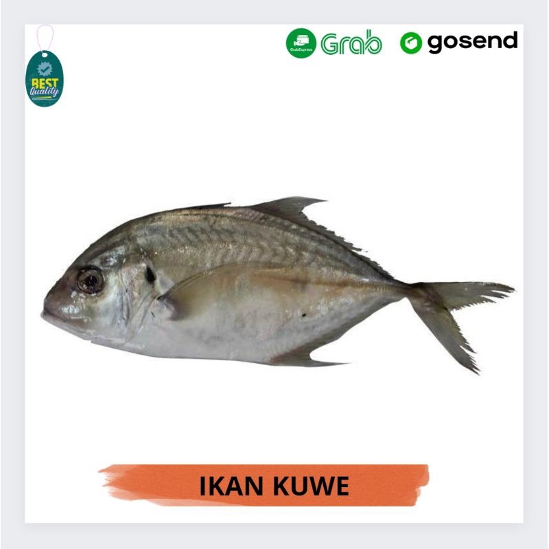 

Ikan Kuwe Segar - 1000gr