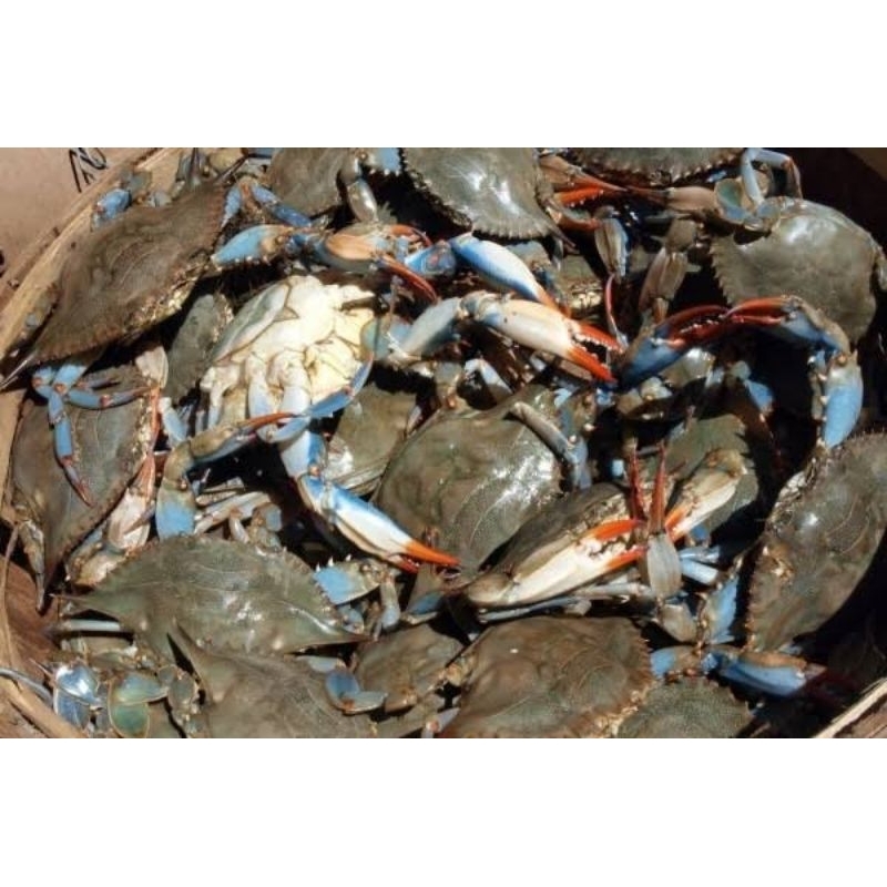 

Kepiting Maddama