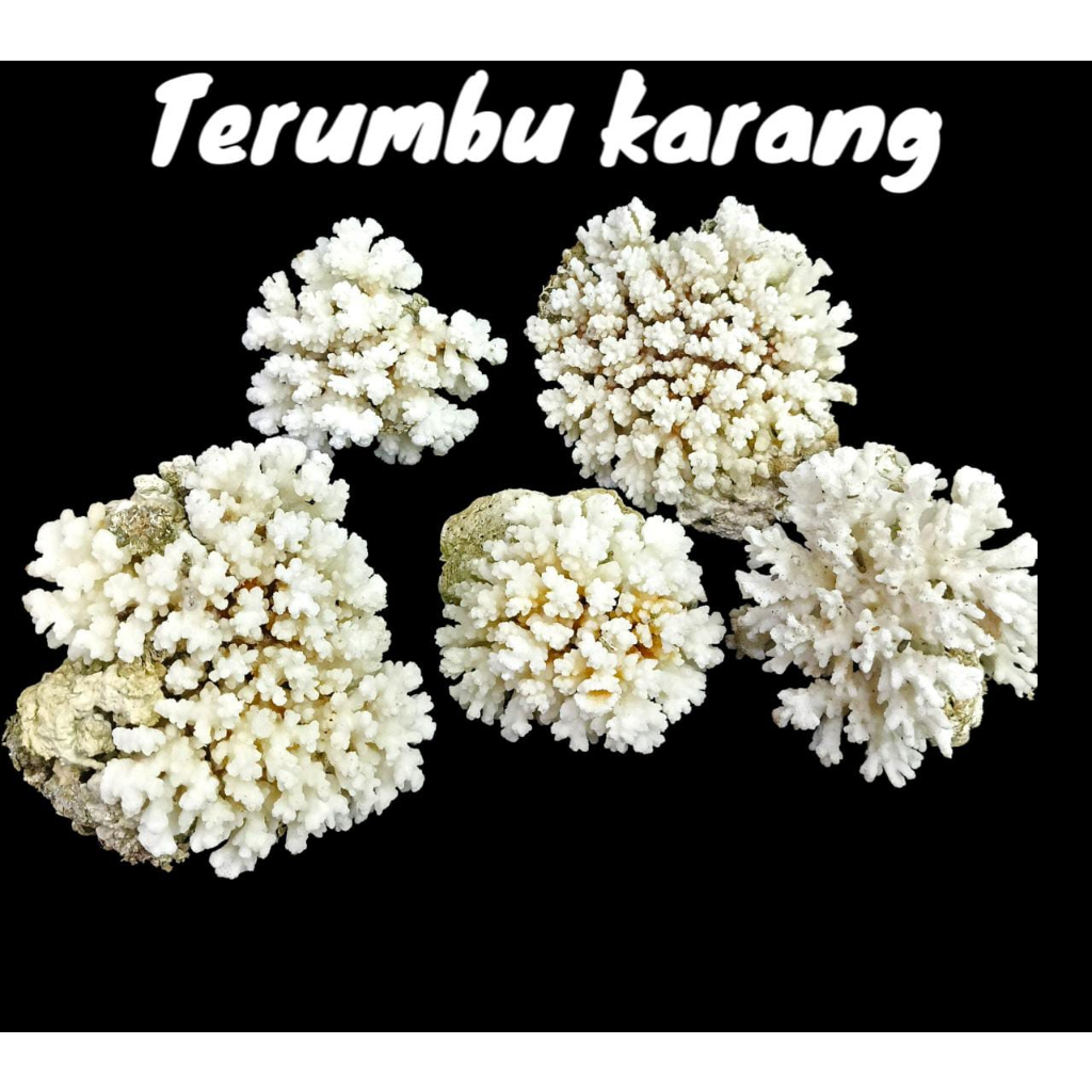 Terumbu Karang Batu Terumbu Karang /koral laut Aquarium 1 pcs