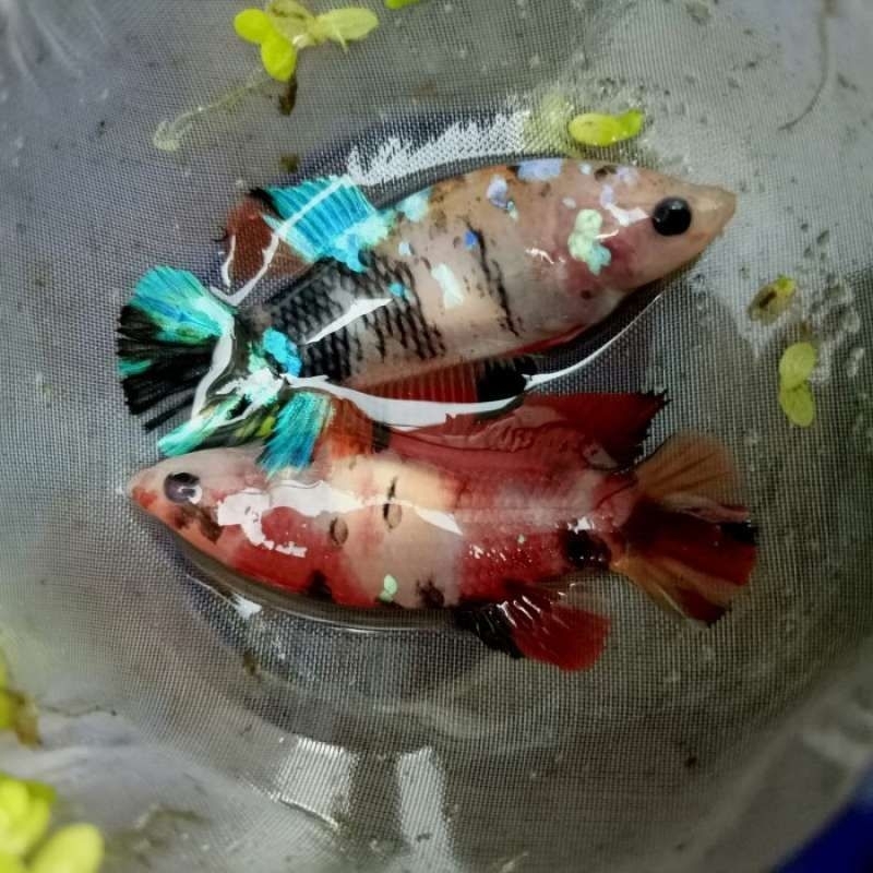 Cupang Betina Multicolor,Koi,Neon cantik cantik
