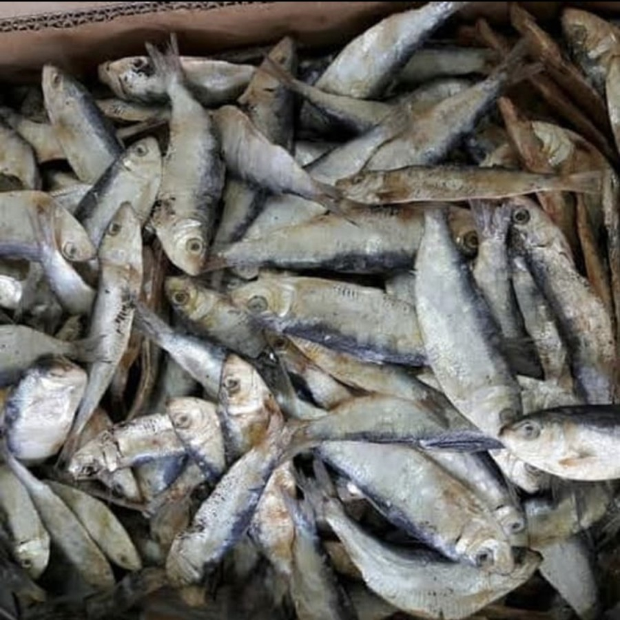 

Ikan asin tembang besar