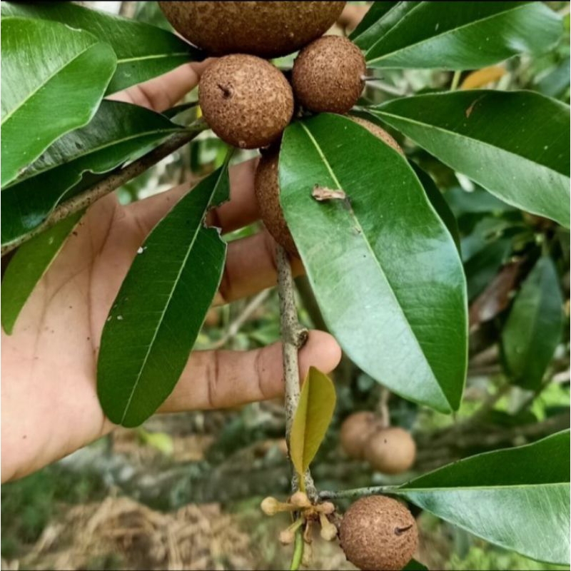 

Buah sawo muda/pentil segar 1kg di ambil dadakan