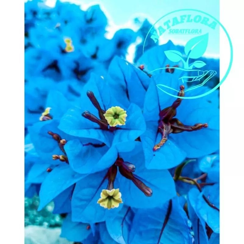 Tanaman Hias Bugenvil Bunga Biru