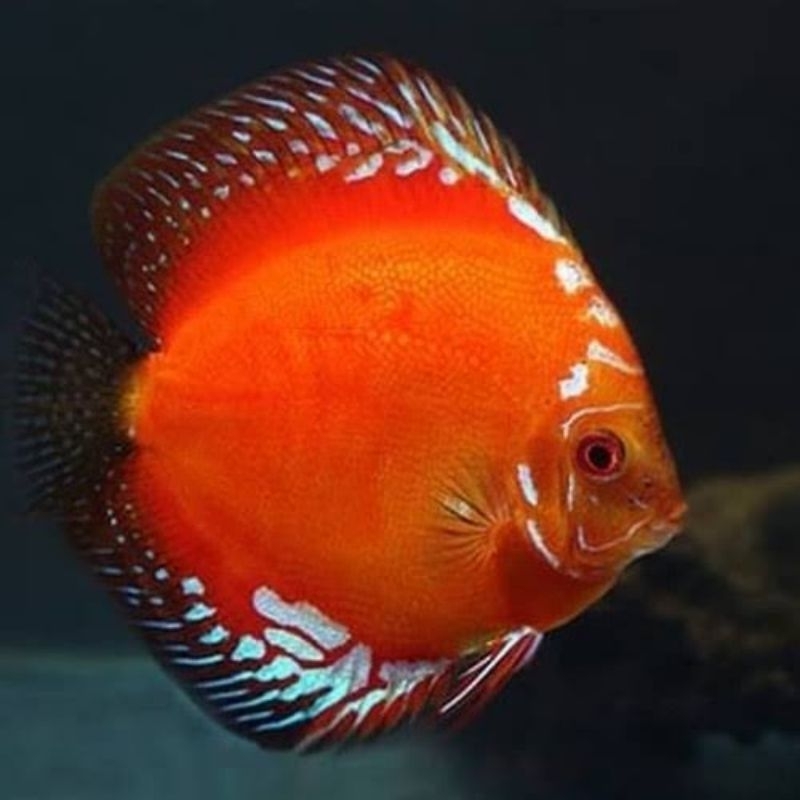 Styrofoam ikan discus red Marlboro