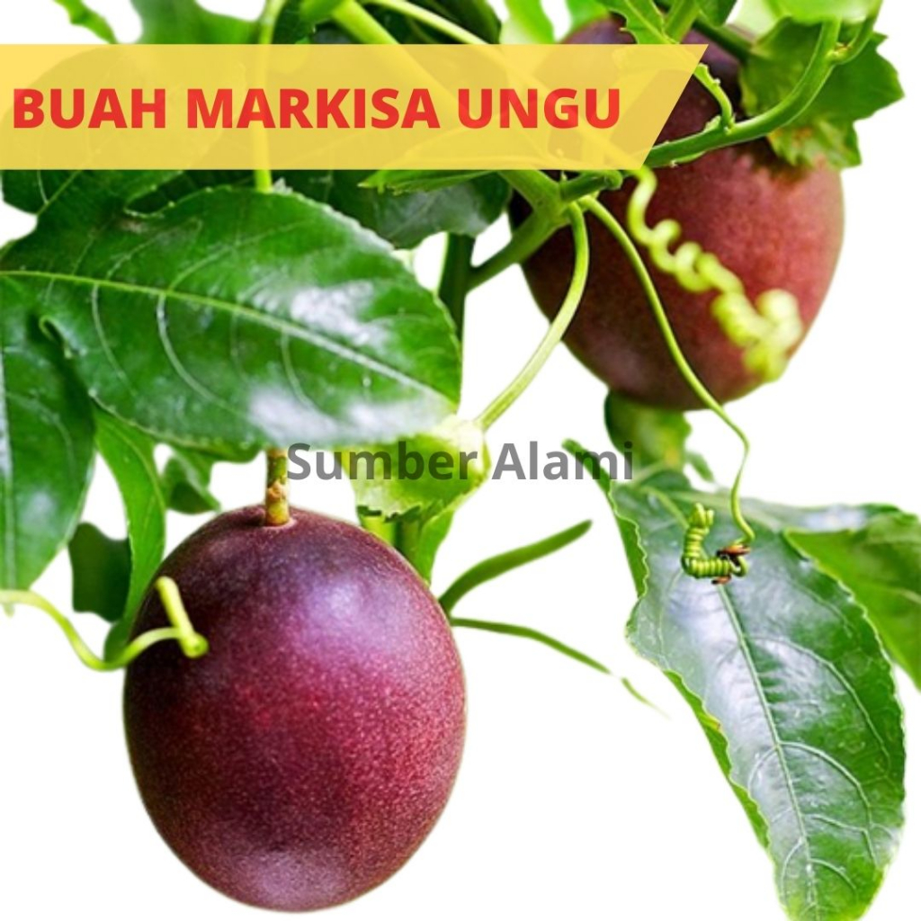 

Buah markisa ungu fresh petik segar 500 gram