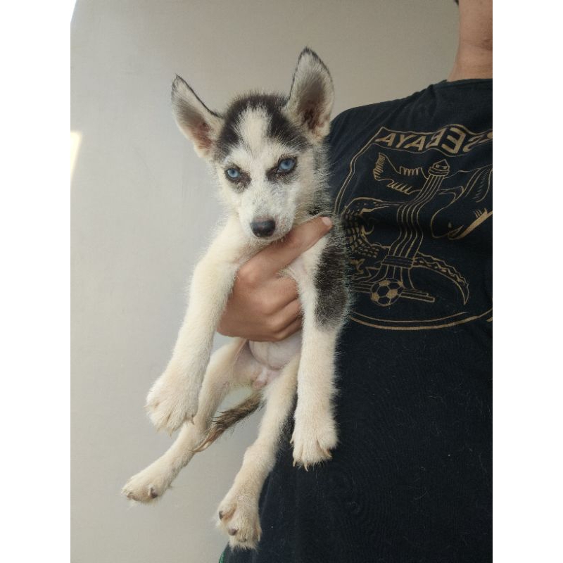 Siberian Husky Anakan