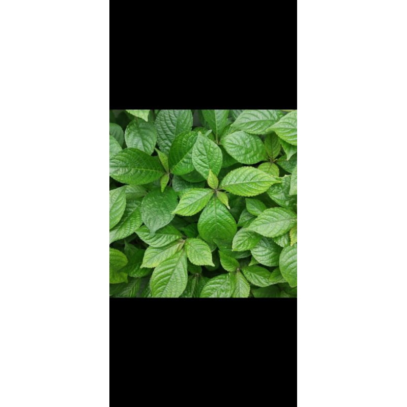 

50Lembar-Daun keji beling segar/pecahbeling