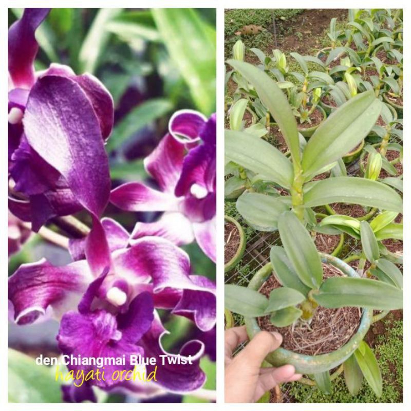 Anggrek Dendrobium Chiangmai Blue Twist