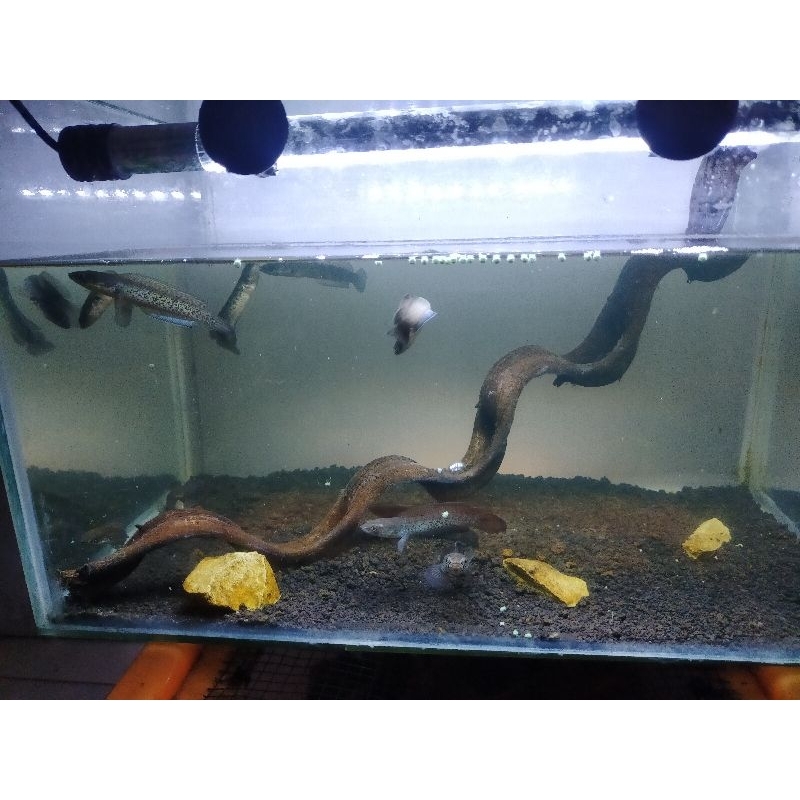 stewarti karbialong ombyok