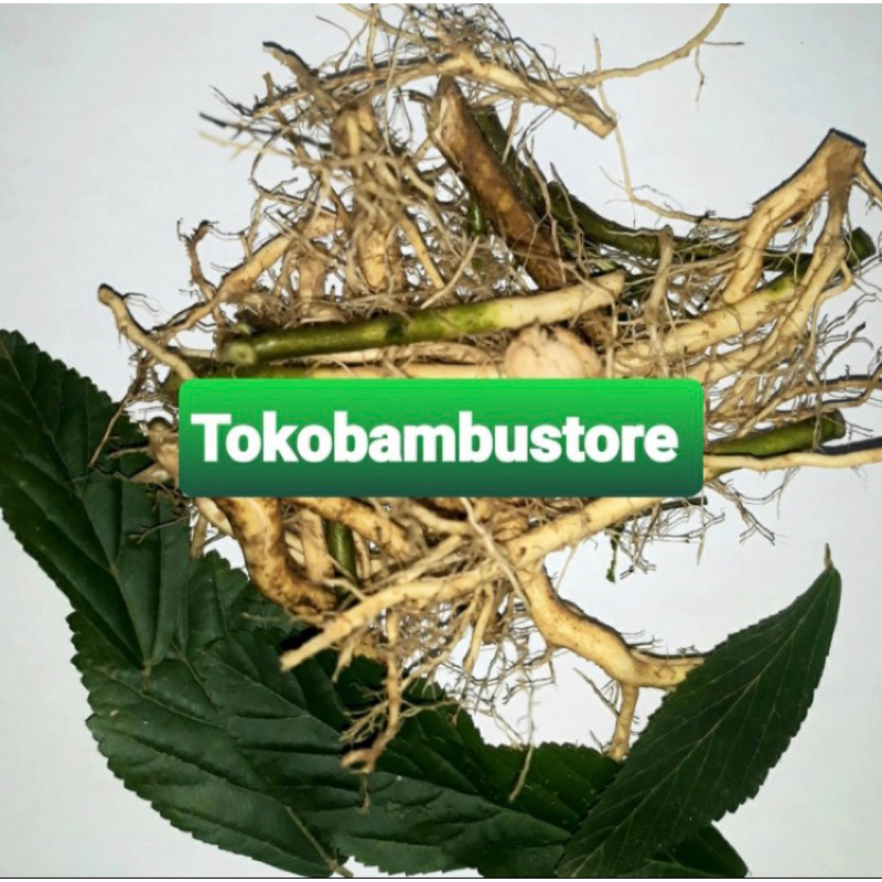 

Akar sidaguri jantan segar akar sidoguri 500 gram-az