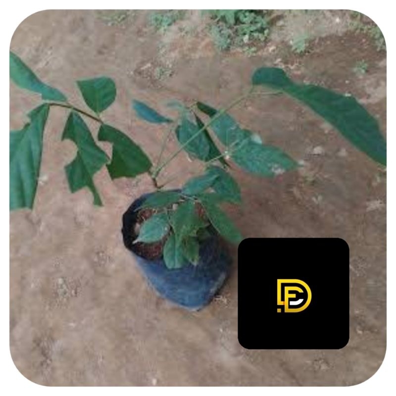 Bibit tuba bibit akar tuba super-az