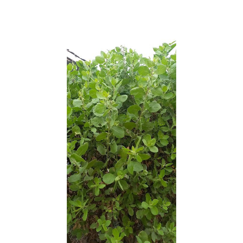 Daun beluntas/luntas termurah/luntas segar/Termurah