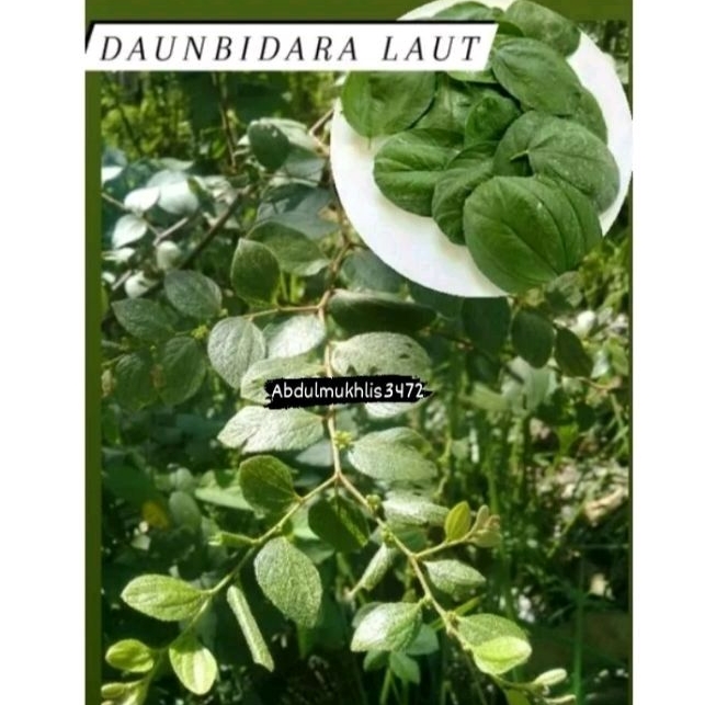 

Daun Bidara Laut ( 500 lembar fres )
