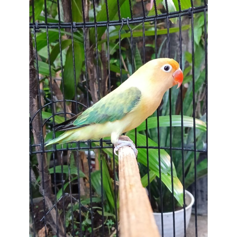 Lovebird Biola PB Ewing Dewasa