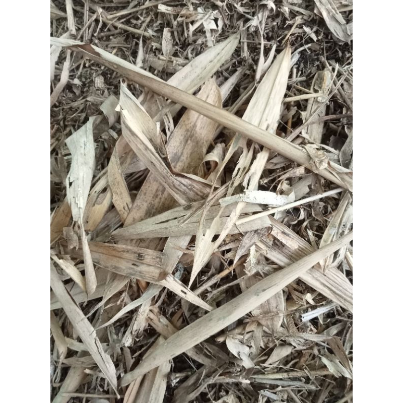 daun bambu kering
