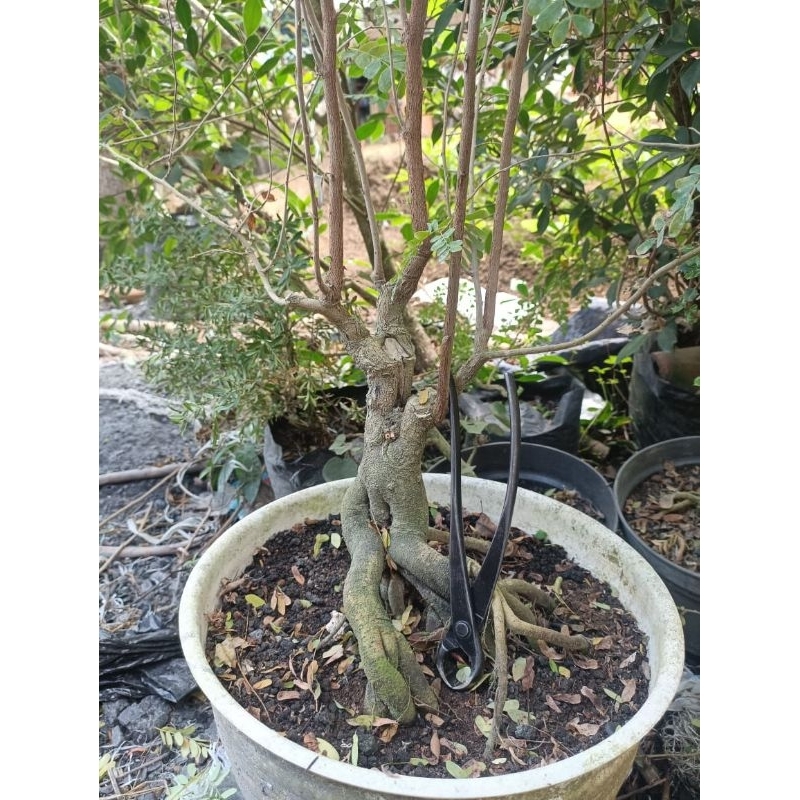 bahan bonsai asam jawa prospek dari biji