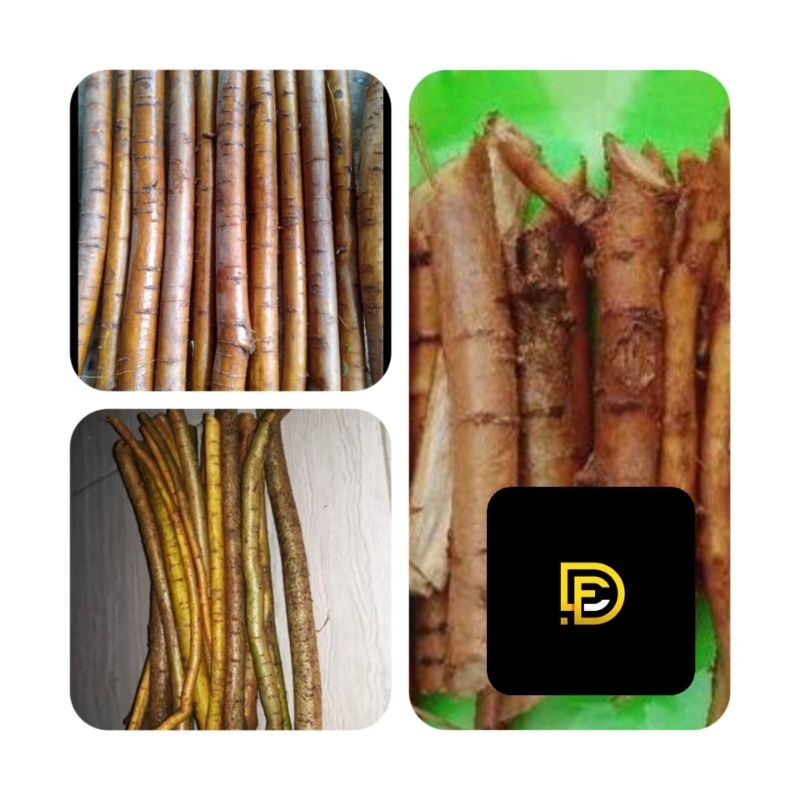 

Akar tuba segar 500 gram alami dan organik-az