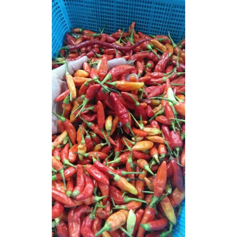 

Cabai rawit merah