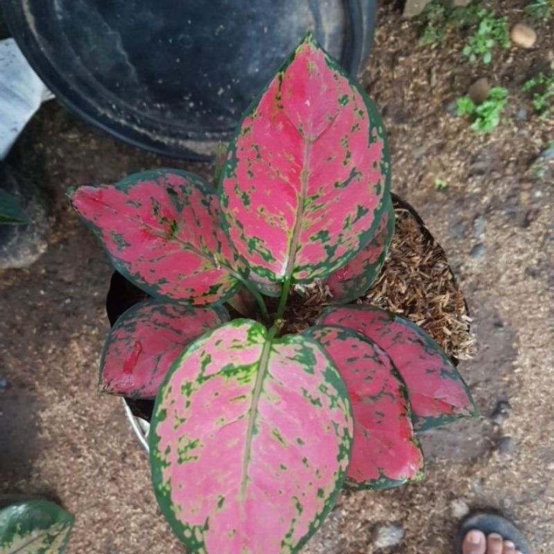 Promo Aglonema Dut Anjaani Remaja