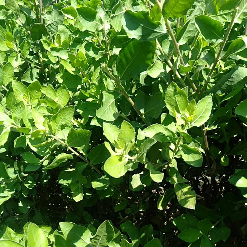 

Sayur Daun Beluntas petikan segar