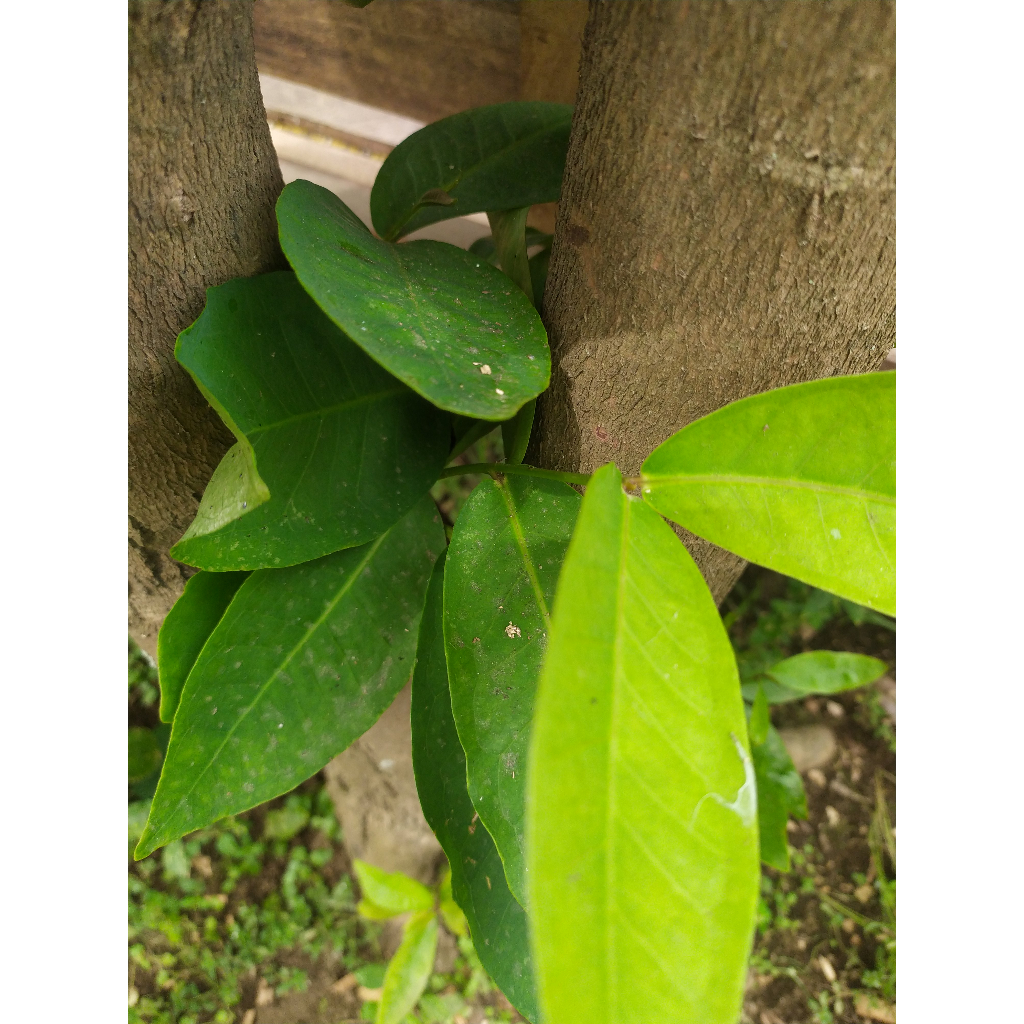 

DAUN JAMBU AIRR;RRRRRRR SEGAR