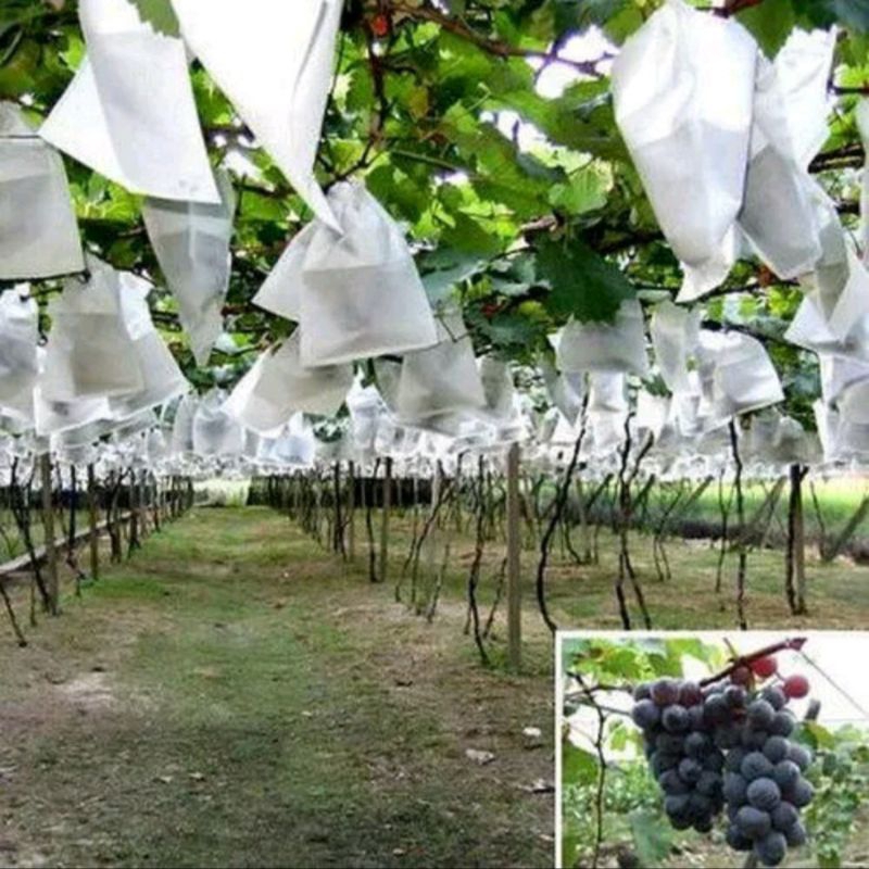 Fruit Cover, Brongsong Buah ukuran 15 x 15 cm. Pembungkus Buah Jeruk, Apel, Jambu biji/kristal, Tin,