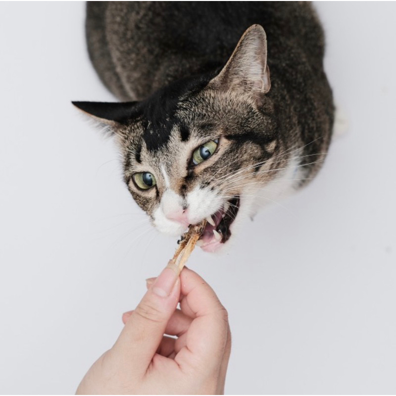 Goodmeows Smol Fish Anchovies Cat Snack