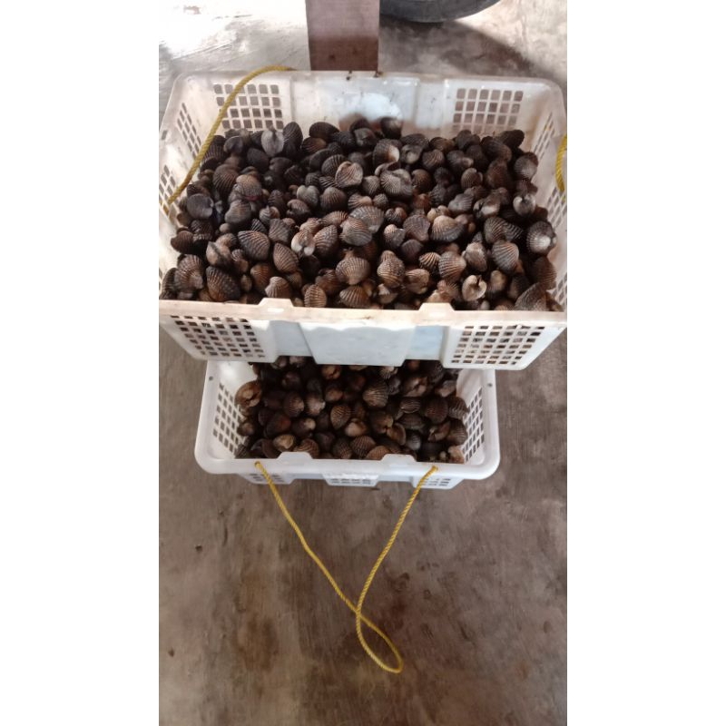 

KERANG DARAH ALAM HIDUP SIZE BESAR