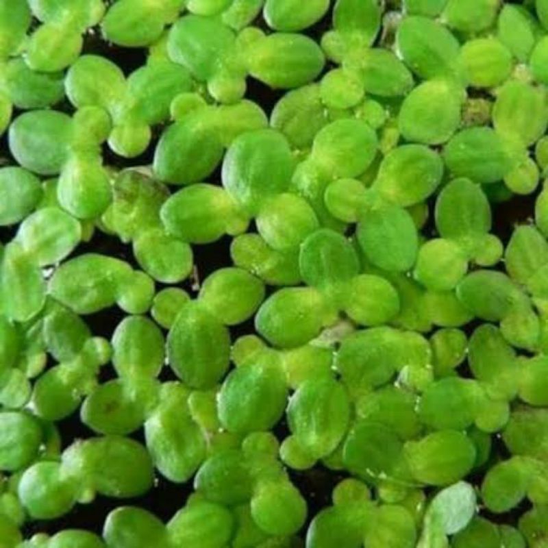 bibit tanaman Lemna / mata lele / duckweed / tanaman pakan lele dll