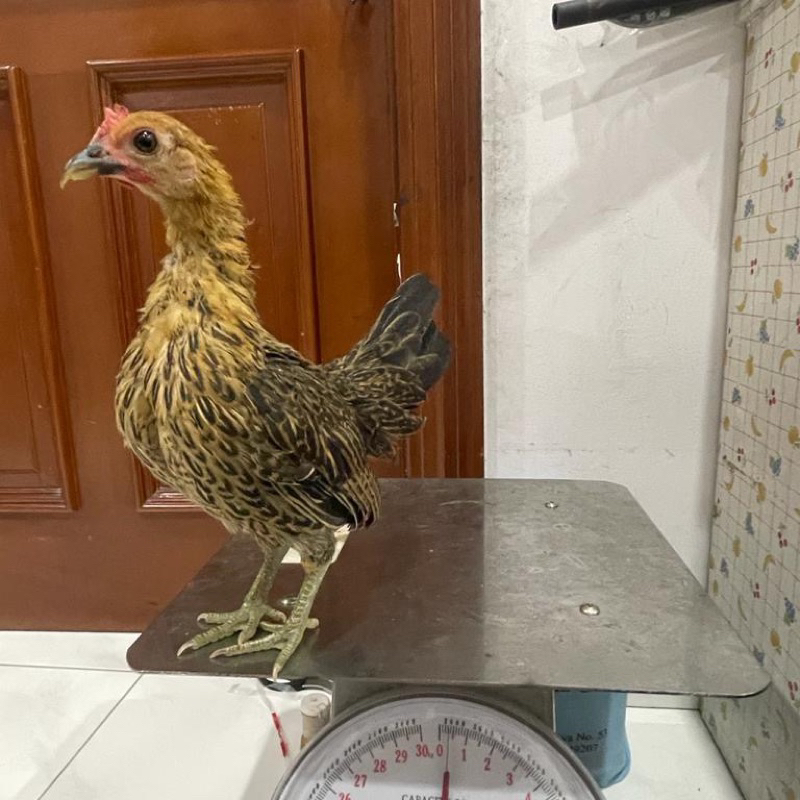 ASLI Ayam Serama Seramah Sepasang (Bukan Kate)