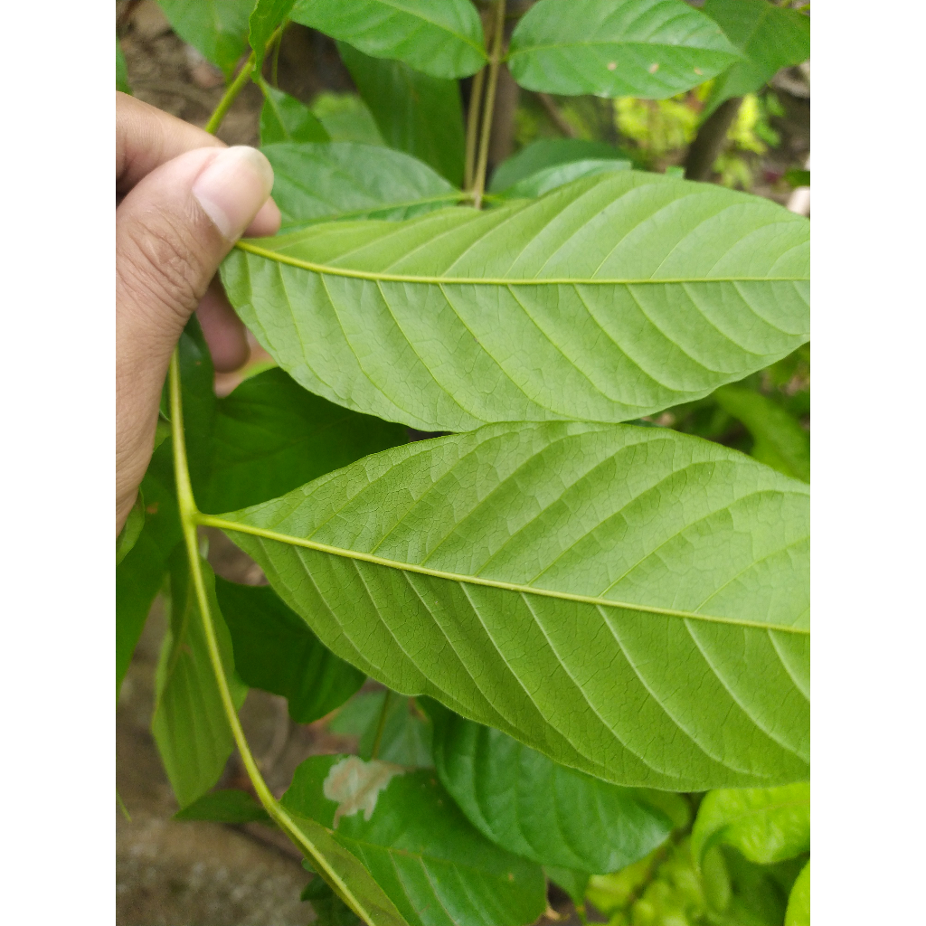 

daun kuda/ kudo / jaranan[']][''