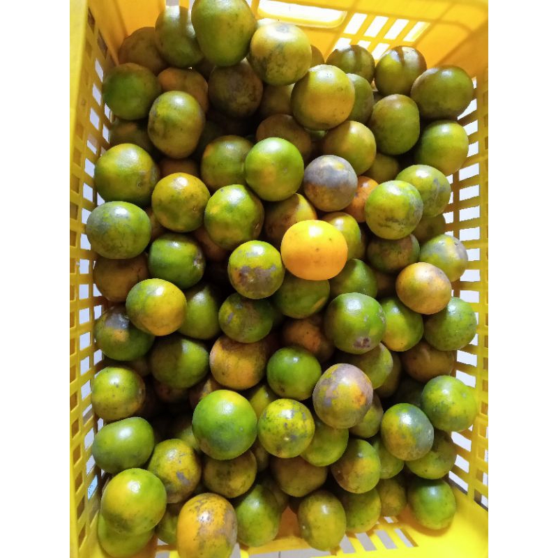 

Jeruk siyem madu asli Malang