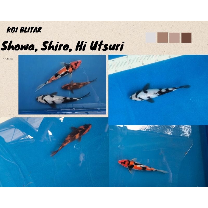 Ikan Koi Blitar Showa, Shiro, Hi utsuri 18 cm - 30 cm