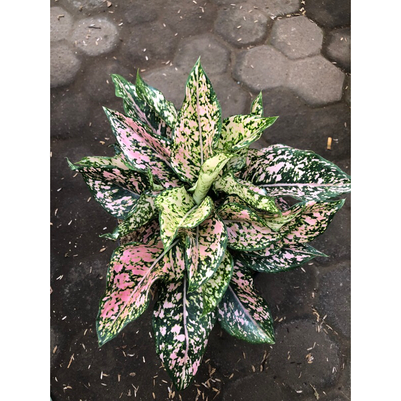 Aglaonema New Kom kom r4