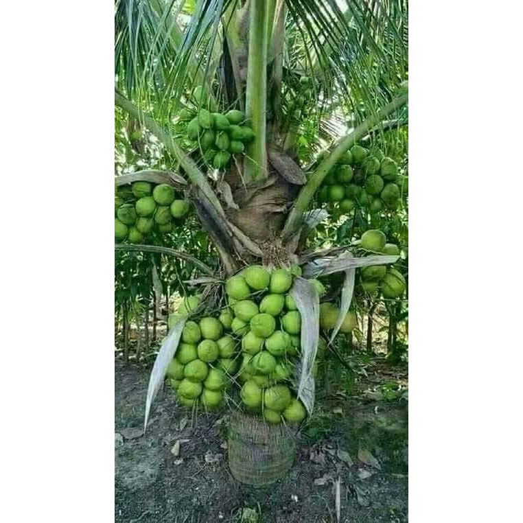 BIBIT KELAPA ENTOK SUPER