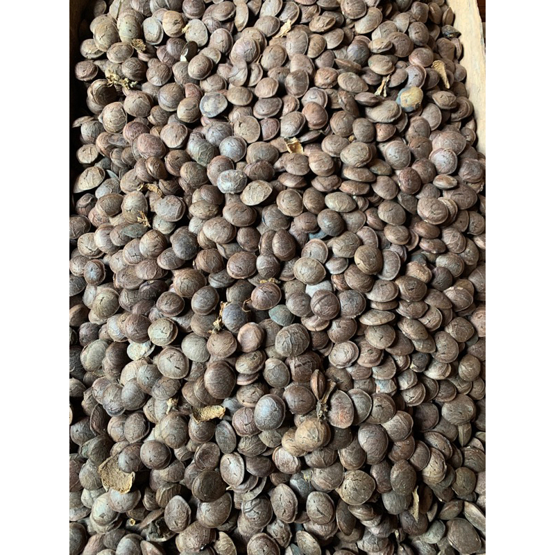 benih kacang gunung/sacha inchi