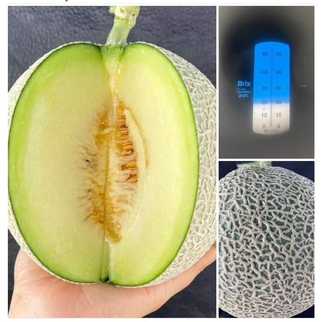 Benih melon RZ Sagami - 100 seed kemasan repacking