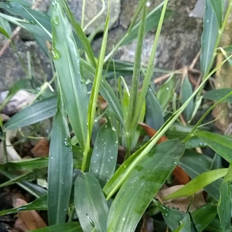 Bibit Jahe Merah siap tanam