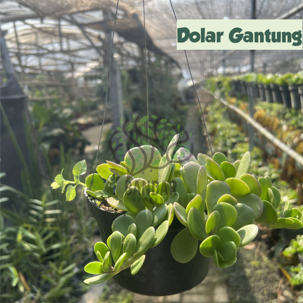 Dolar Gantung Tanaman Hias Tanaman Daun Tanaman Gantung Hias