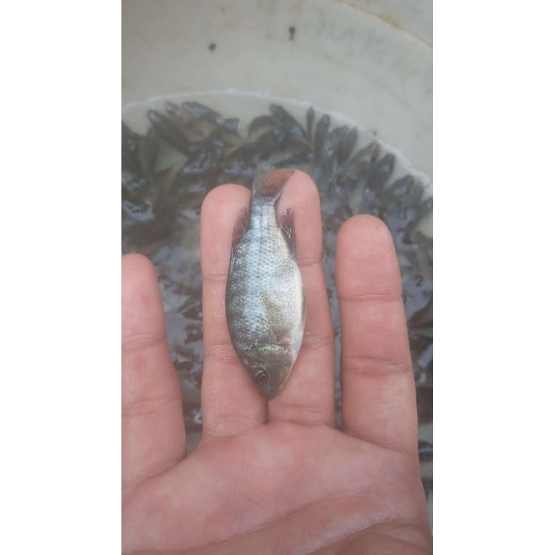 bibit ikan nila/mujair hitam nirwana ukuran 1jari
