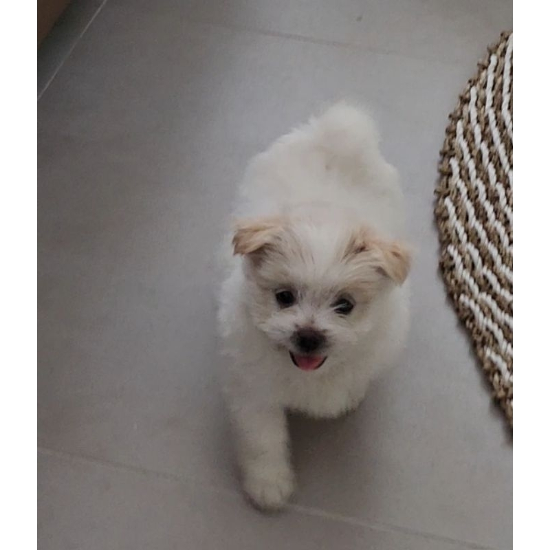 anak anjing  shitzu mix terier