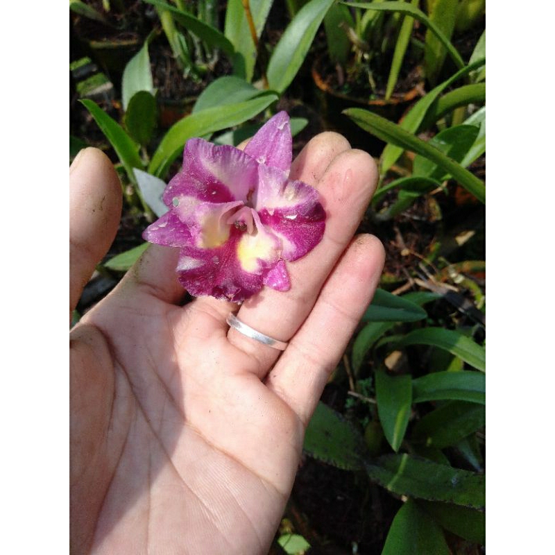 Anggrek Cattleya bunga pink tengah putih dewasa spike +pot catleya anggrek merah muda tengah putih b