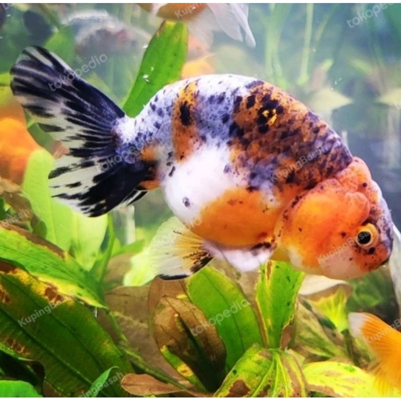 

Ikan mas koki ranchu PW
