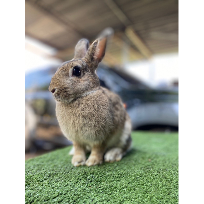 Kelinci Kawinan ND dan Rex Mini (Betina)