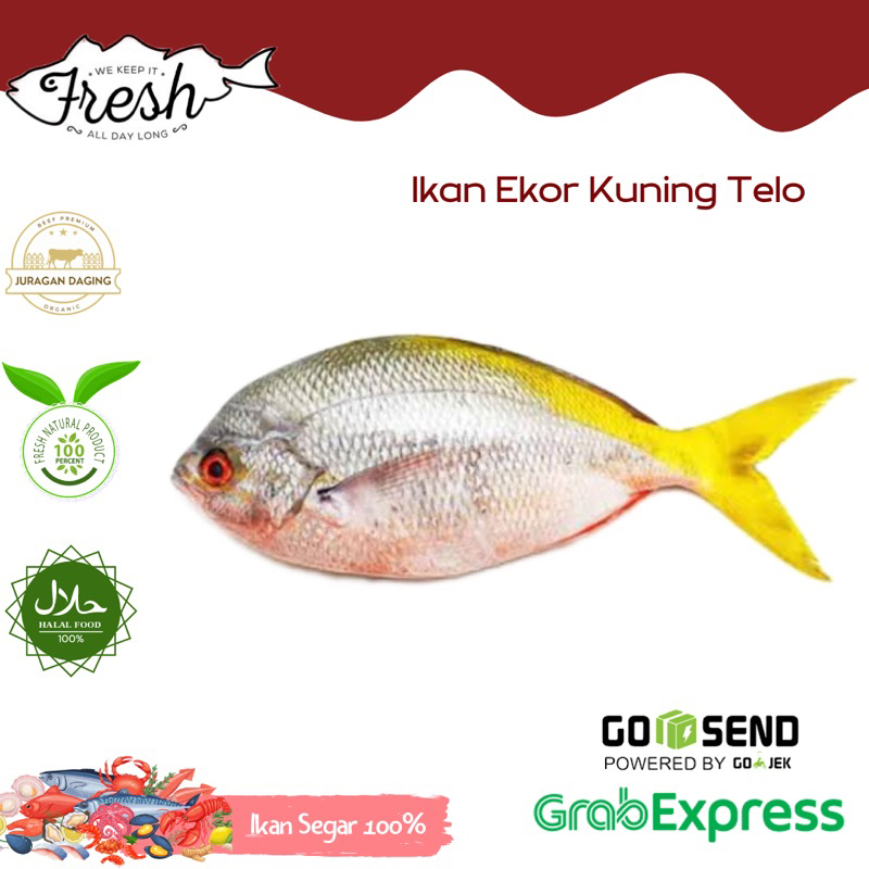 

IKAN EKOR KUNING TELO 1kg