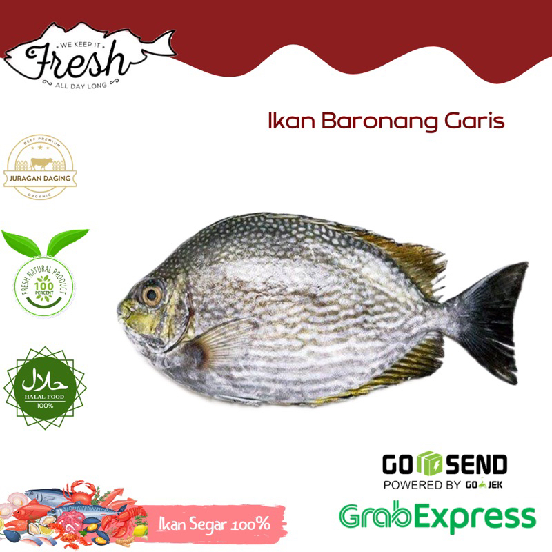 

IKAN BARONANG TULIS/GARIS FRESH 1kg